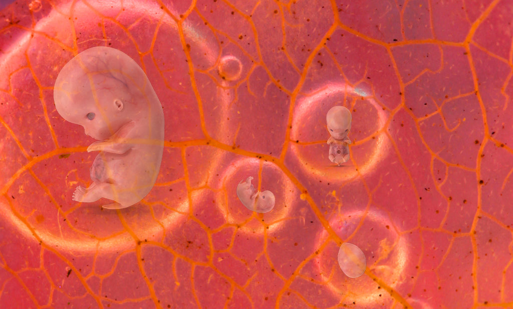 Organic Embryos